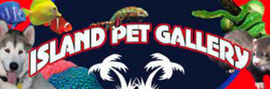island pet gallery outer banks pet store